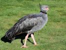 Crested Screamer (WWT Slimbridge October 2012) - pic by Nigel Key